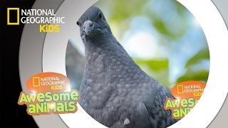 Pigeon Genius | Awesome Animals