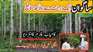 Sagwan tree Farming in Sargodha // Burma Sagwan Tree farming // teak  nursery farms Sargodha Punjab