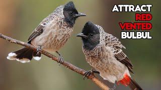 Red Vented Bulbul Sounds | Bulbul Voice | Find and call Red Vented Bulbul