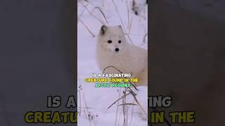 "Frosty Nomad: Arctic Foxes Change Coat Color! ️"#shorts #animals