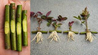 Propagate rose from cuttings very fast with onions