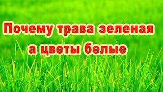 Почему трава зеленая узнай простой ответ от знатаков потому что зелёный лист содержит...