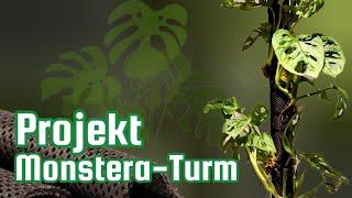 Das Monstera Projekt: Eigenbau Monstera-Turm