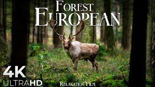 Forest 4K  European Nature Relaxation Film - Peaceful Relaxing Music - 4k Video UltraHD