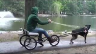 Dog takes owner for ride in dog cart
