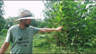 YOU CAN DO THIS! Easy Food Forest Tips & Tricks - Get Started TODAY