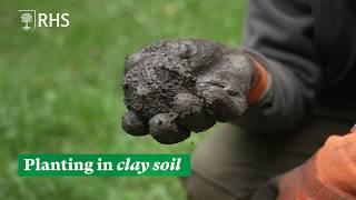 Planting in clay soil | The RHS