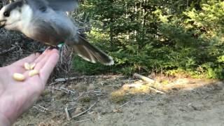 Gray Jay: Canada's New National Bird