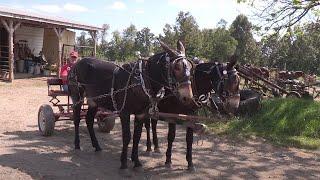 Mule Trainer Paul Smith