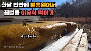 꿀벌실종사태 따위는 없는 양봉장벌들 깨워서 일시키기