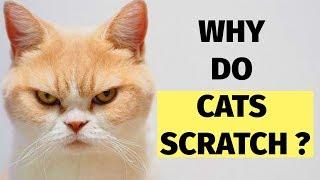 Cat Scratching Behavior Explained : Why Do Cats Scratch ?