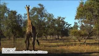 Giraffe Suit to Protect Pilot from High Acceleration (G's) Environment