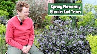 8 Excellent Spring Flowering Shrubs & Trees