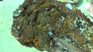 Prep Work: Fluorite Crystals, Okorusu Mine, Otjiwarongo, Otjozondjupa, Namibia - Part 1 of 4