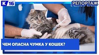 Чем опасна чумка у кошек?