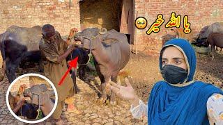 Buffalo Attack on My Father  Hath Pe Kaat Dea || Zaini Baji