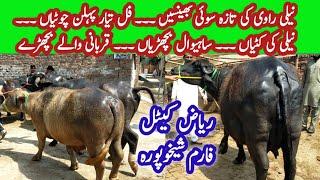 Full Tayyar Pehlan Jotian || Taza Sui Bhainsain || Small Katti & Vachi Farming || Qurbani Bulls 2023