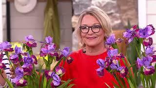 Barbara King 2-Piece Siberian Iris Miss Apple Live Plants on QVC