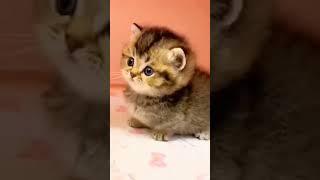 Вы тоже любите котиков? #shorts #кошки #котенок #животные #animals #funnykittens #funnyanimals #cat