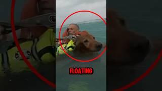 Dog Rescued From Hurricane