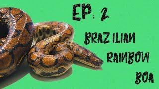 Species Highlights | Episode 2 | Brazilian Rainbow Boa (Epicrates cenchria)