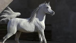 Arabian Horse Breeders - Natih