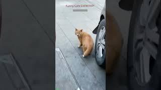 Cat videos  Try not To laugh  #FunnyCats Part 6912