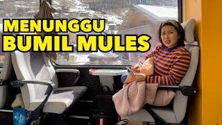 MENUNGGU BUMIL MULES #VLOG