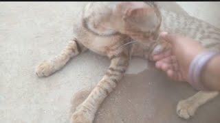 cat milking video#milking #cat#manashi@007