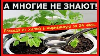 Рассада из хилой в жирненькую за 24 часа. Полил и не ожидал такого эффекта. Лучшая первая подкормка