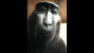 rizz monkey edit #monkey  #edit