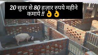 पिग फार्म शरू कर 80 हज़ार हर महीने कमाये || Pig Farming ||  Hello Kisaan