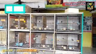 Stock masteran full dikios burung Madura...