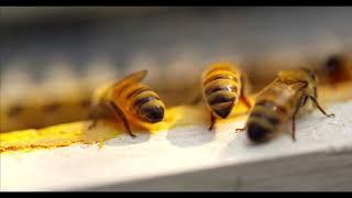 Honey Bee 60fps 4k (Ultra HD quality)