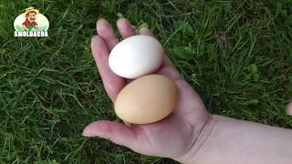 Как увеличить яйценоскость кур. Чем кормить несушек
