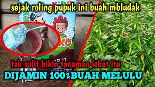 nonstop buah tak pernah berhenti dengan pupuk cair perangsang buah ini teruji ampuh luarbiasa