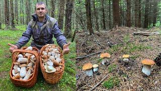 БЕЛЫЕ ГРИБЫ НА КАЖДОМ ШАГУ! ГРИБАМИ УСЕЯН ВЕСЬ ЛЕС! ВЫ ТОЛЬКО ПОСМОТРИТЕ!