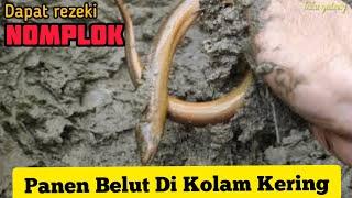 MantapMenangkap belut pake tangan kosong dikolam mulai kering dapat hasil yang banyak 