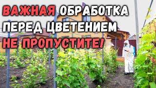 Важная обработка перед цветением, не пропустите!