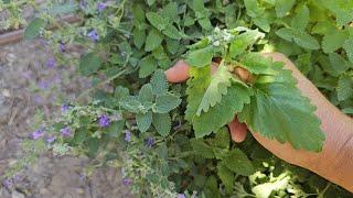 Plant of the Week, Herbs, How to Tell the Difference Between Catnip and Catmint