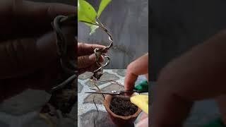 Membuat bonsai dari Tanaman Liar Bonsai ficus