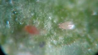 killer / predator mites vs. spider mites under the microscope