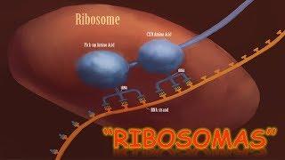 LOS RIBOSOMAS : BIOLOGÍA | MediCiencia