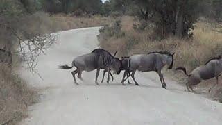 Wildebeest stampede in Serengeti, Africa | Estampida de ñus cruzando carretera