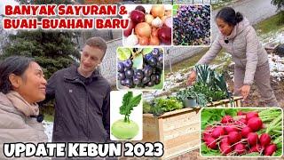 UPDATE KEBUN MAKIN LUAS & MAKIN BANYAK POHON BUAH