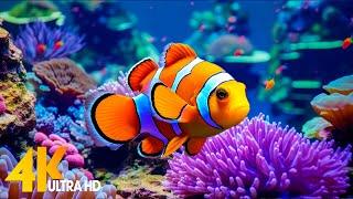 Aquarium 4K VIDEO (ULTRA HD)  Beautiful Coral Reef Fish - Relaxing Sleep Meditation Music #28