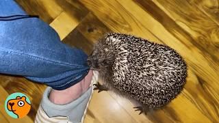 Lady Rescued Baby Hedgehog, Now They Are Never Apart | Cuddle Buddies