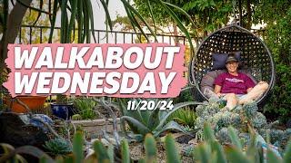 Walkabout Wednesday | November 20th, 2024