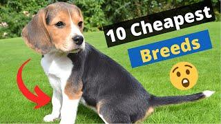 10 Most Cheapest Dog Breeds on this Planet 