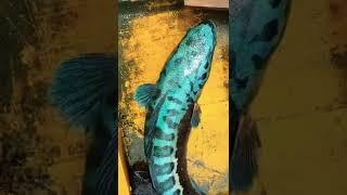 Ikan TOMAN Paling Langka,Warna Biru Meyala.(part2).#mancing#ngapak #ngapakbanyumasan #toman #viral